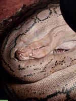 1.0 Netzpython Männchen, 4m abzugeben