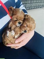Wurfankündigung: Cavapoo F1 aus der Zentral-Schweiz