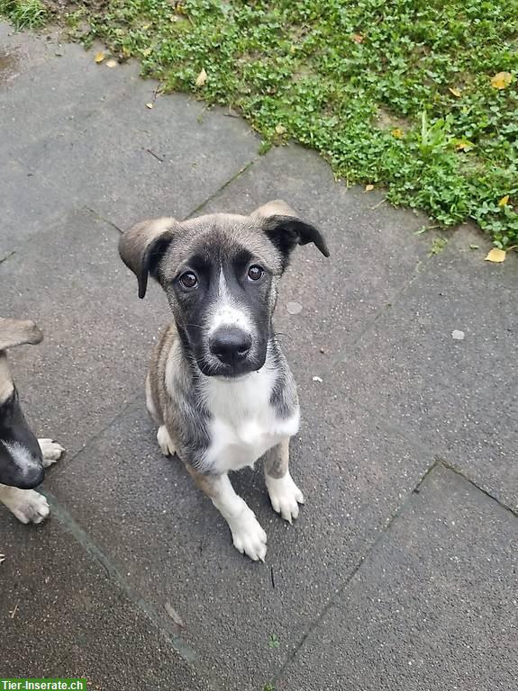 Husky x Cane Corso/Dogo Argentino Mischlingshunde