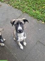 Husky x Cane Corso/Dogo Argentino Mischlingshunde