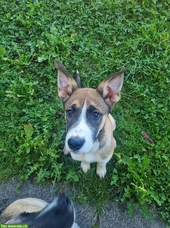 Bild 3: Husky x Cane Corso/Dogo Argentino Mischlingshunde