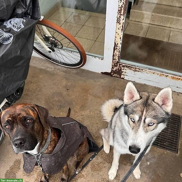 Bild 4: Husky x Cane Corso/Dogo Argentino Mischlingshunde
