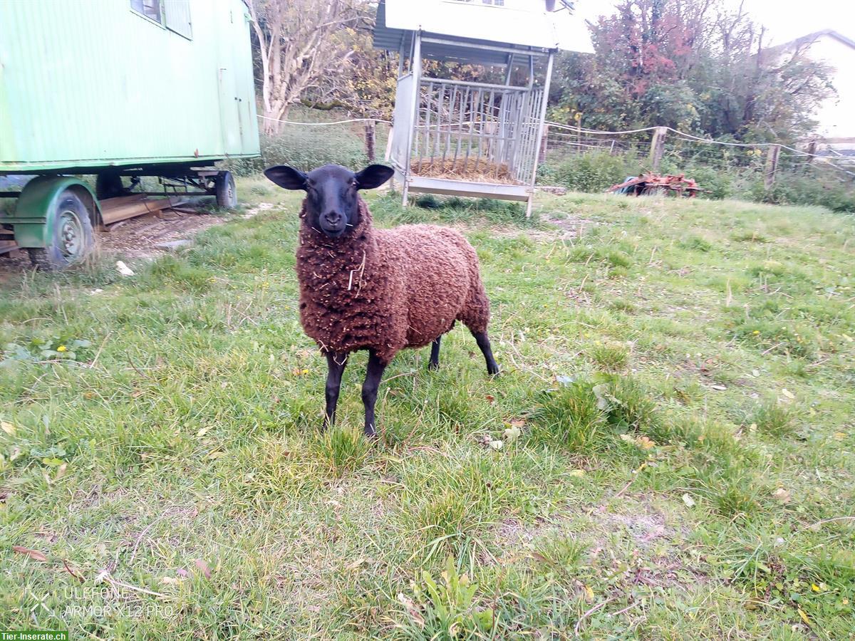 Bild 2: Milchschaf-Lämmer (weiblich und männlich) zu verkaufen