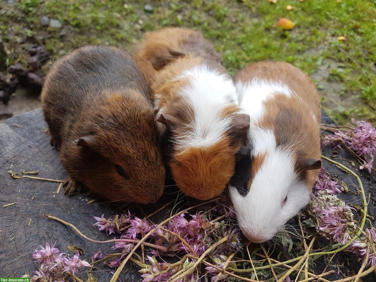 3 Meerschweinchen Weibchen, braun und dreifärbig
