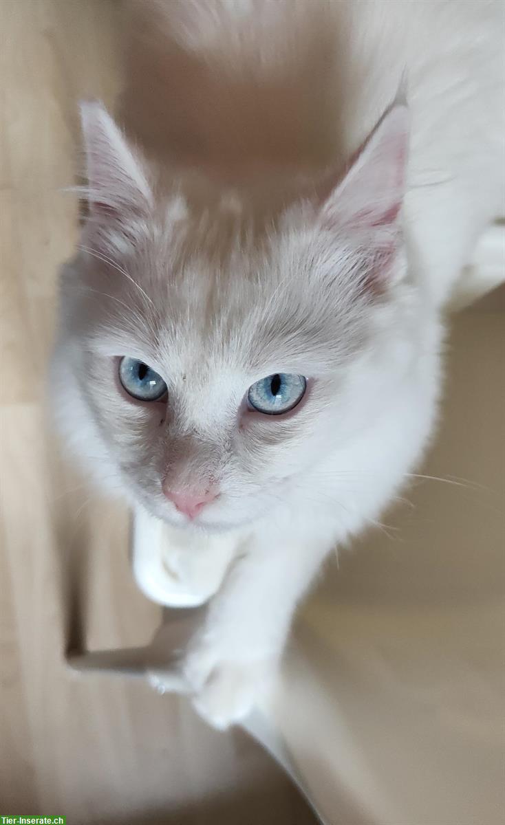 Weisse Katzen, fam. Türkisch-Angora und fam. Türkisch-Van
