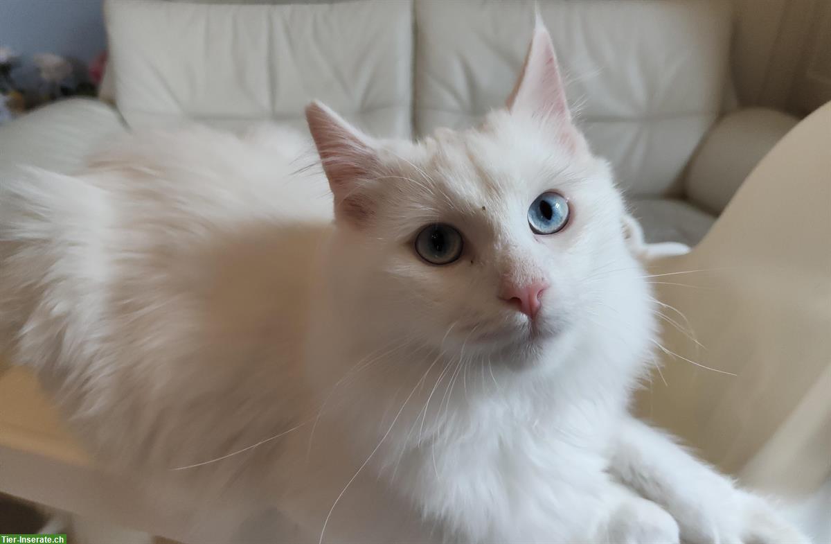 Bild 2: Weisse Katzen, fam. Türkisch-Angora und fam. Türkisch-Van