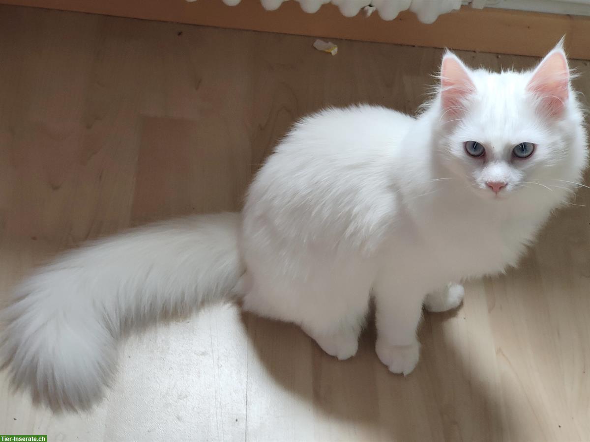 Bild 3: Weisse Katzen, fam. Türkisch-Angora und fam. Türkisch-Van