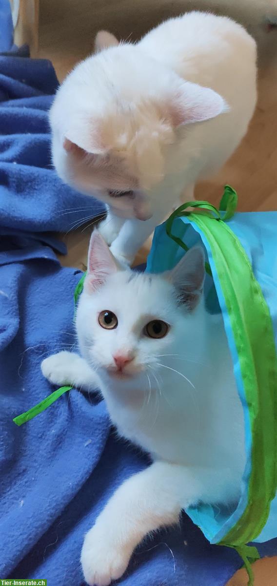 Bild 4: Weisse Katzen, fam. Türkisch-Angora und fam. Türkisch-Van
