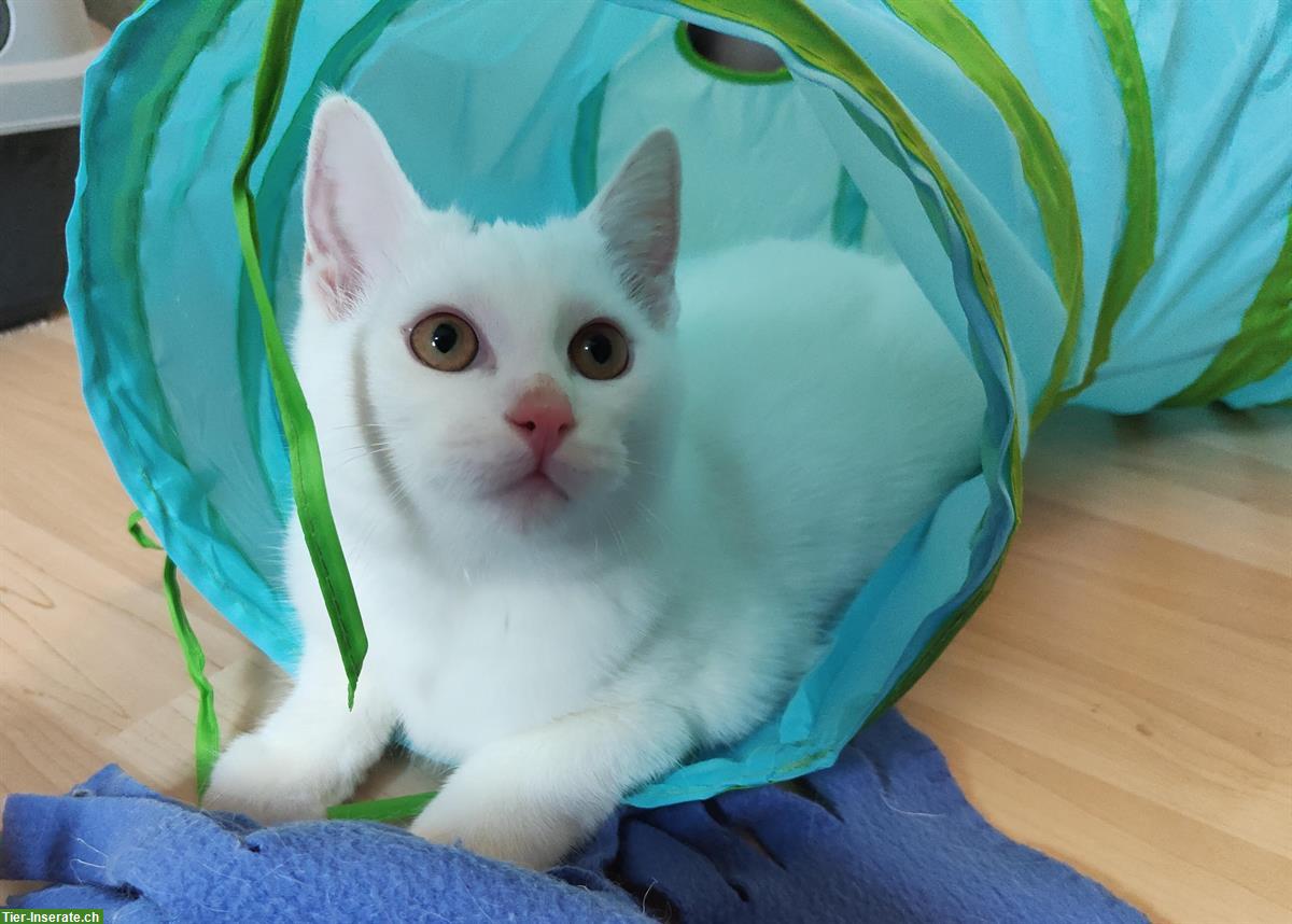 Bild 5: Weisse Katzen, fam. Türkisch-Angora und fam. Türkisch-Van