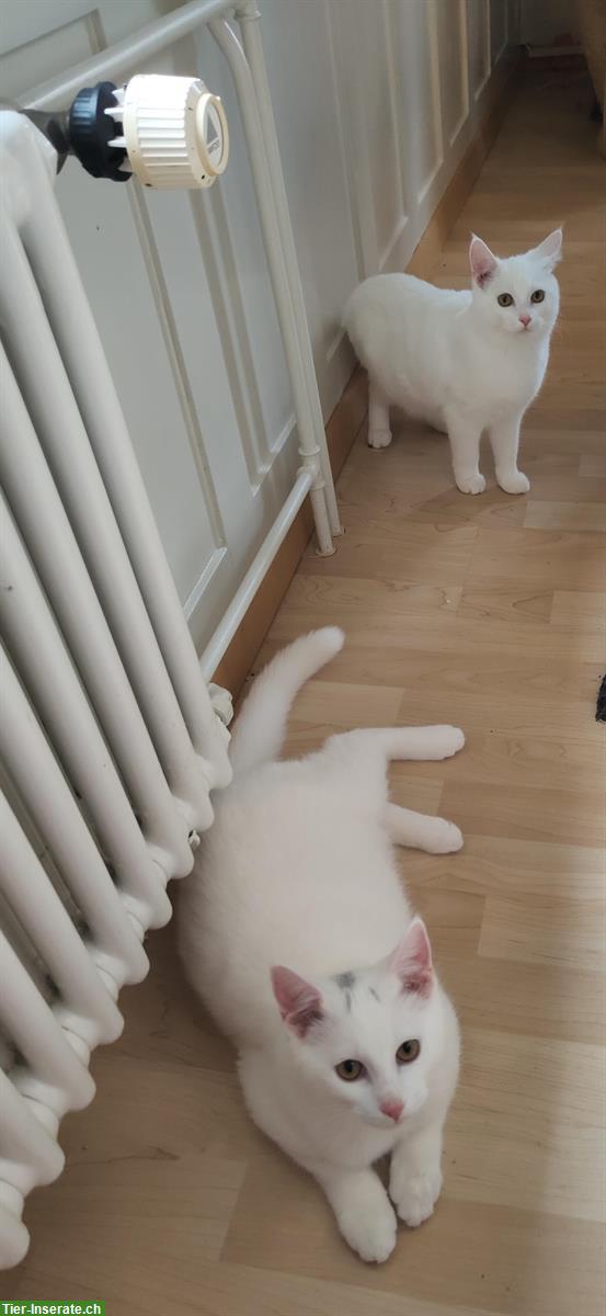 Bild 6: Weisse Katzen, fam. Türkisch-Angora und fam. Türkisch-Van