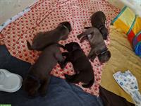 Labrador Welpen zu verkaufen, braun, reinrassig