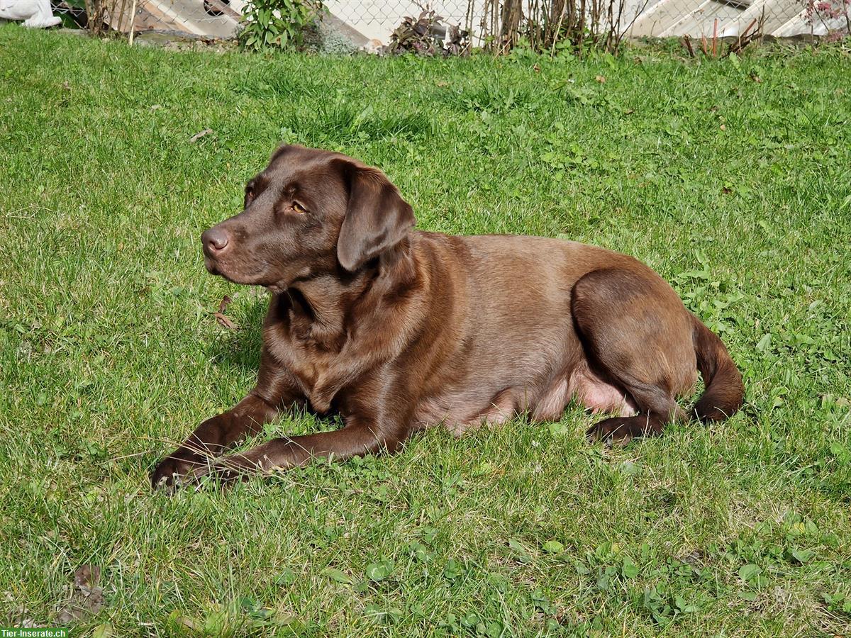 Bild 2: Labrador Welpen zu verkaufen, braun, reinrassig