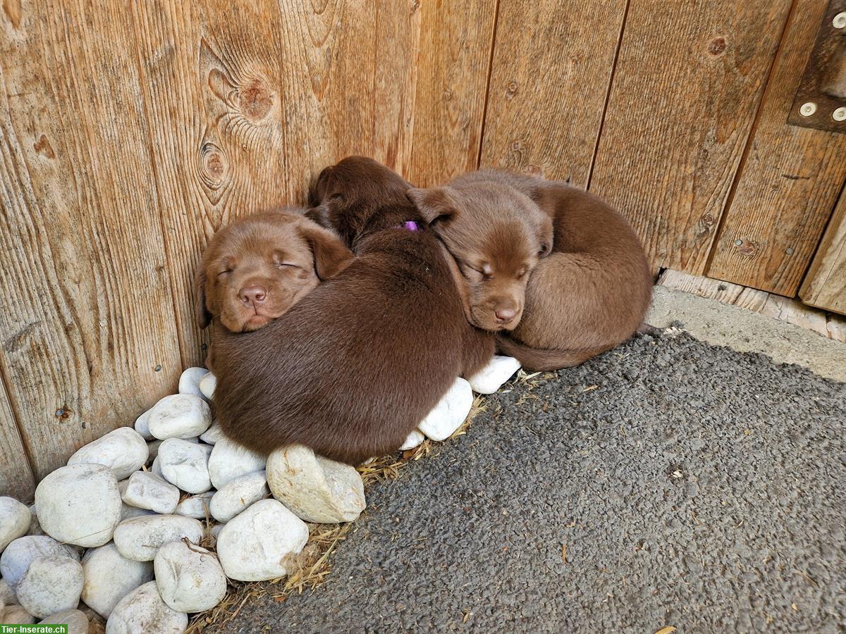 Bild 3: Labrador Welpen zu verkaufen, braun, reinrassig