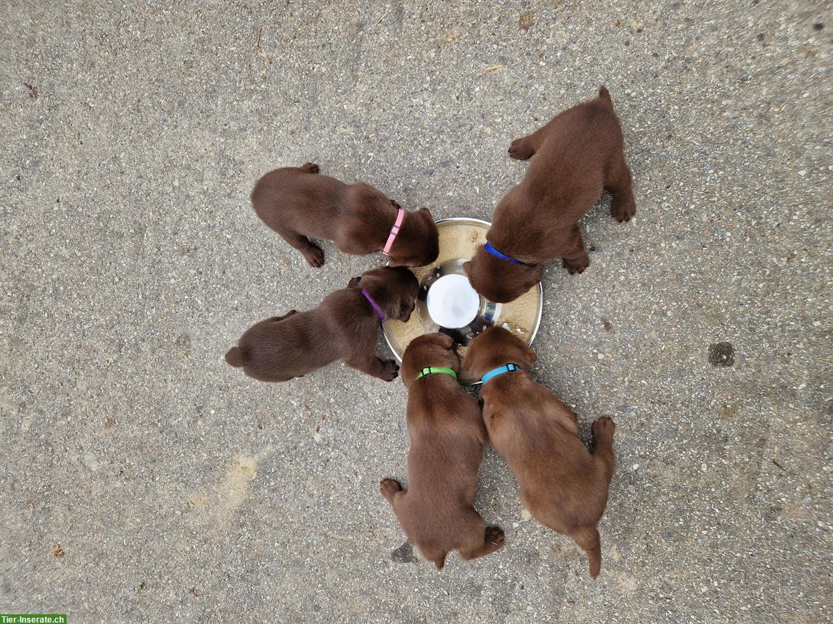 Bild 4: Labrador Welpen zu verkaufen, braun, reinrassig