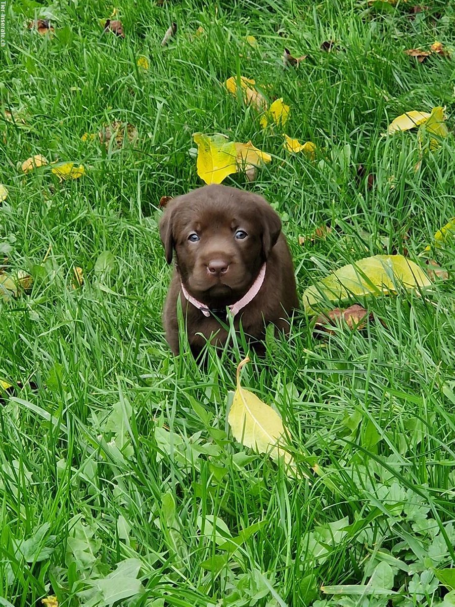 Bild 5: Labrador Welpen zu verkaufen, braun, reinrassig