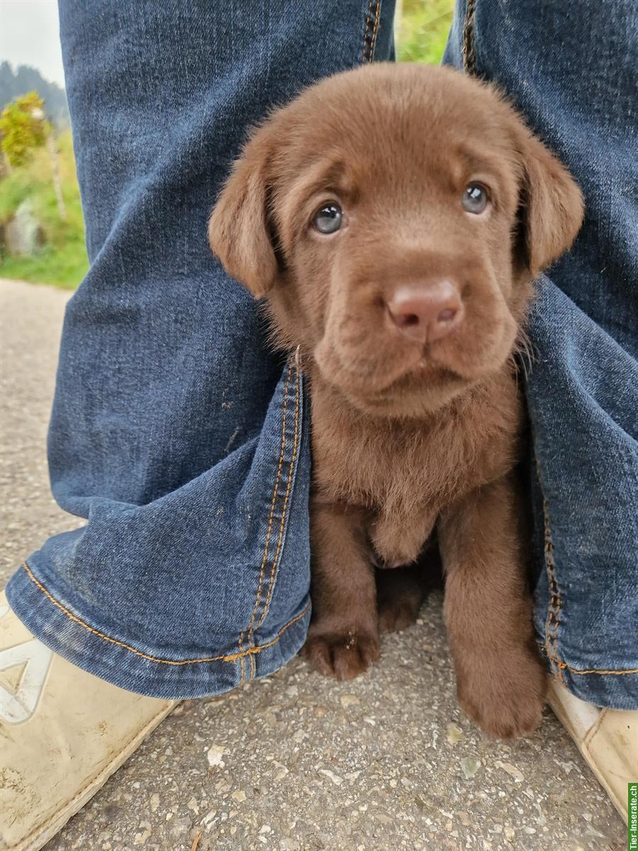 Bild 6: Labrador Welpen zu verkaufen, braun, reinrassig