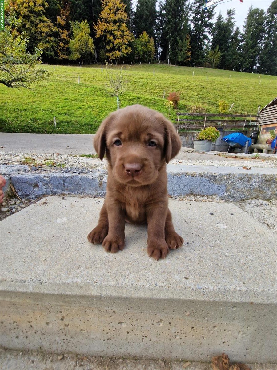 Bild 7: Labrador Welpen zu verkaufen, braun, reinrassig