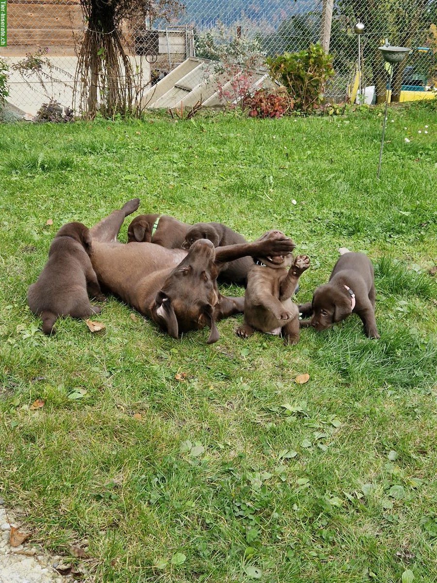 Bild 8: Labrador Welpen zu verkaufen, braun, reinrassig