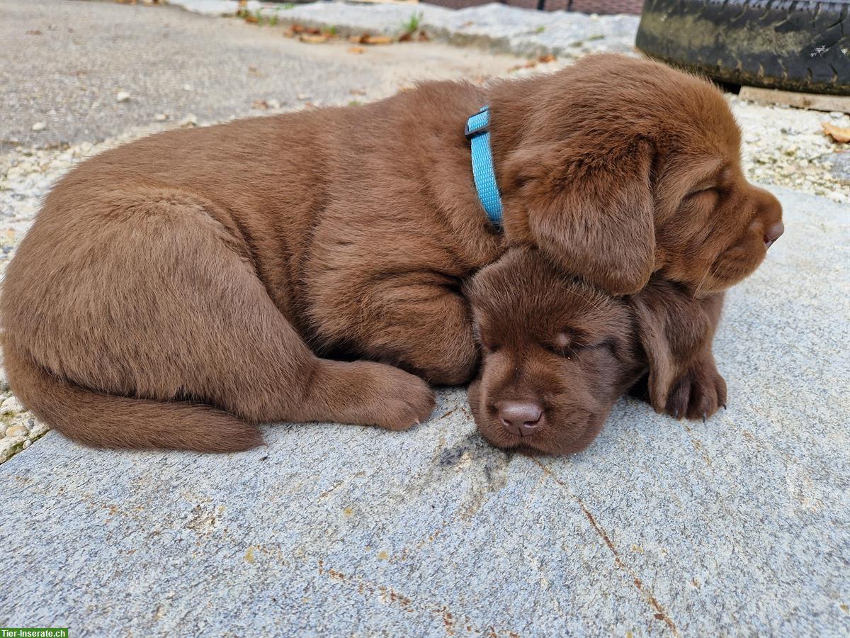 Bild 9: Labrador Welpen zu verkaufen, braun, reinrassig