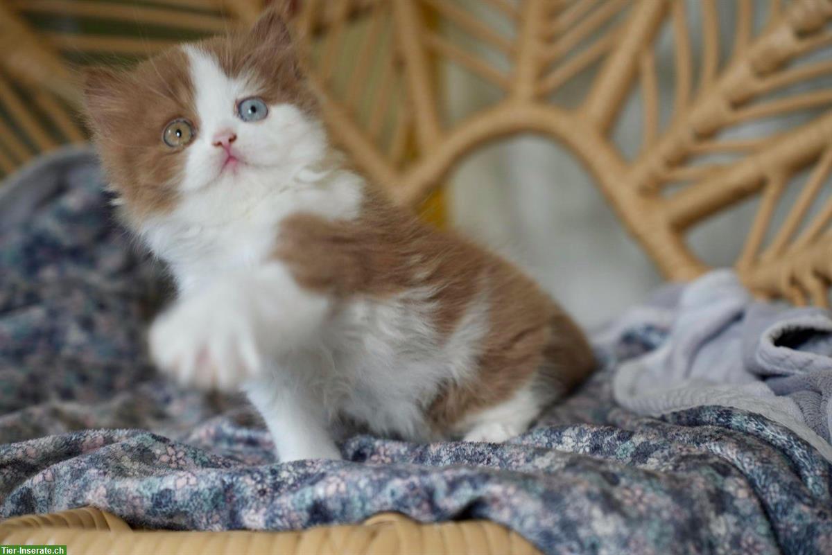 BLH Kater cinnamon-white mit zwei verschiedenen Augen