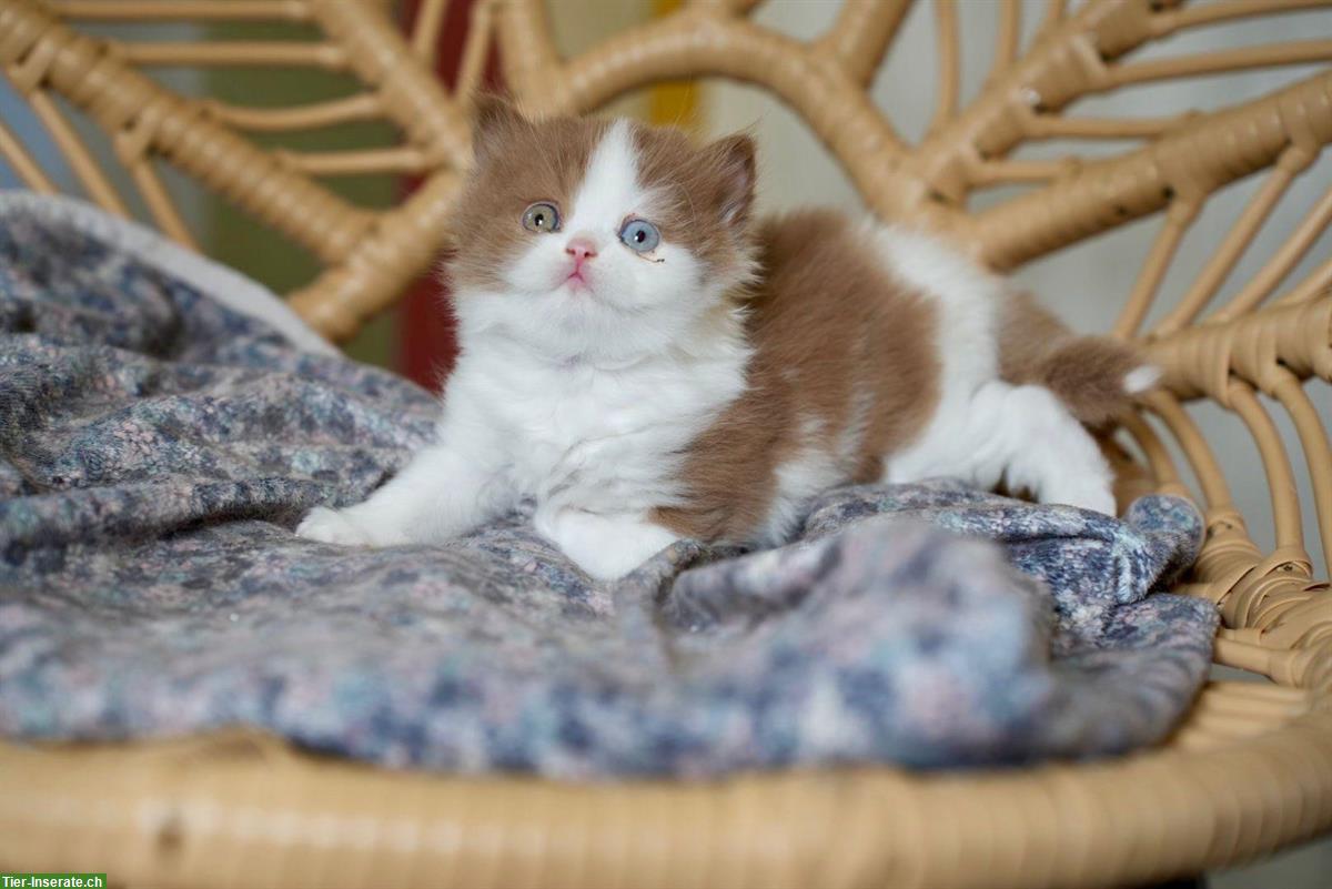 Bild 2: BLH Kater cinnamon-white mit zwei verschiedenen Augen