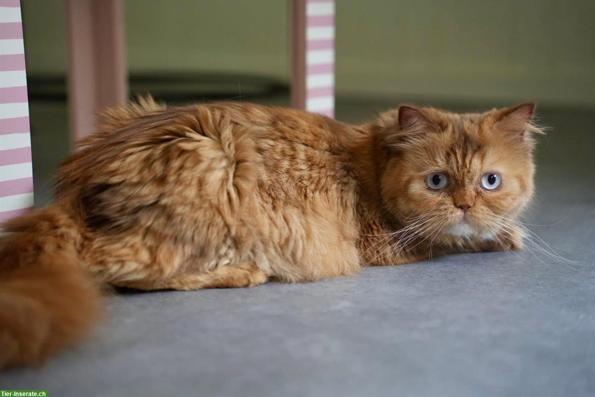 Bild 3: BLH Kater cinnamon-white mit zwei verschiedenen Augen