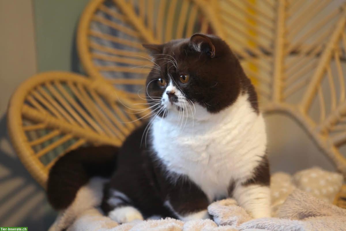 Bild 4: BLH Kater cinnamon-white mit zwei verschiedenen Augen