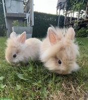 2 Löwenkopf Zwergkaninchen, männlich, unkastriert