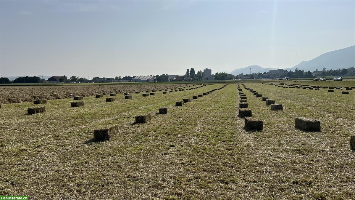 Pferdeheu in Kleinballen ab Hof (kein Ökoheu) zu verkaufen