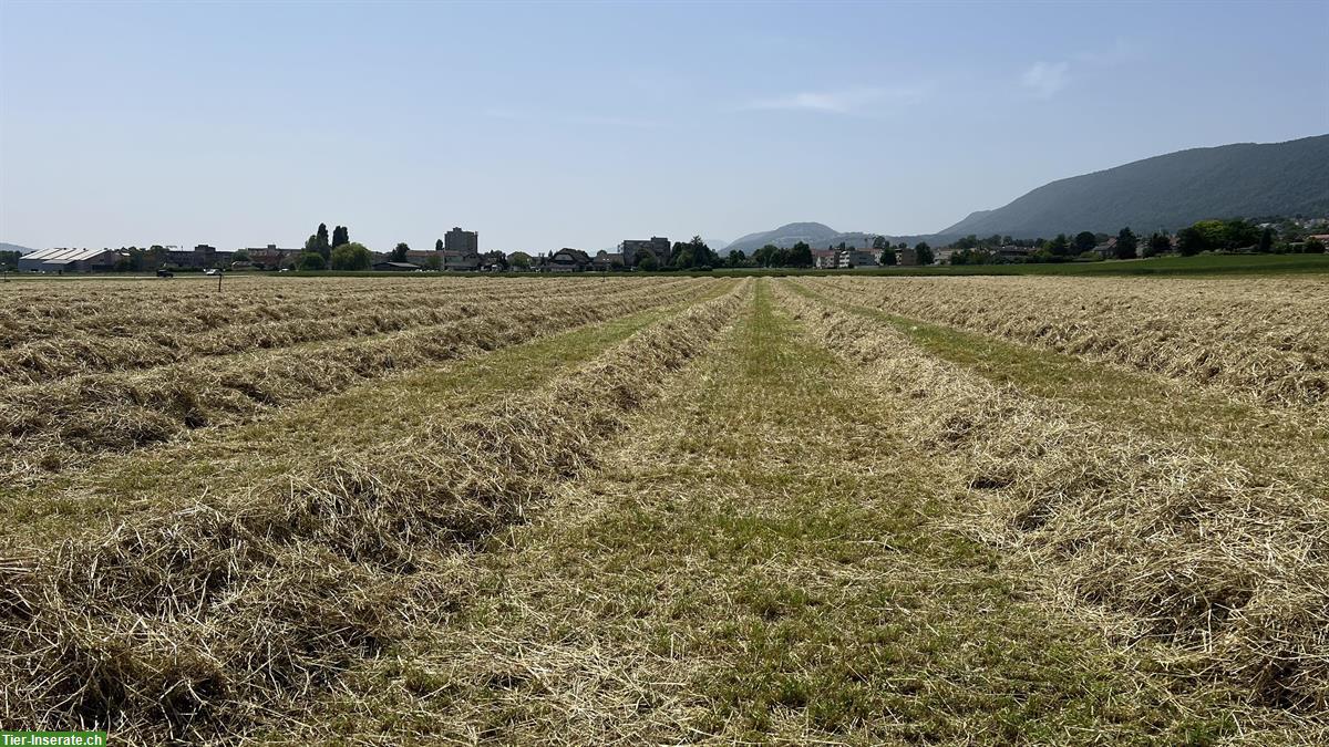 Bild 2: Pferdeheu in Kleinballen ab Hof (kein Ökoheu) zu verkaufen