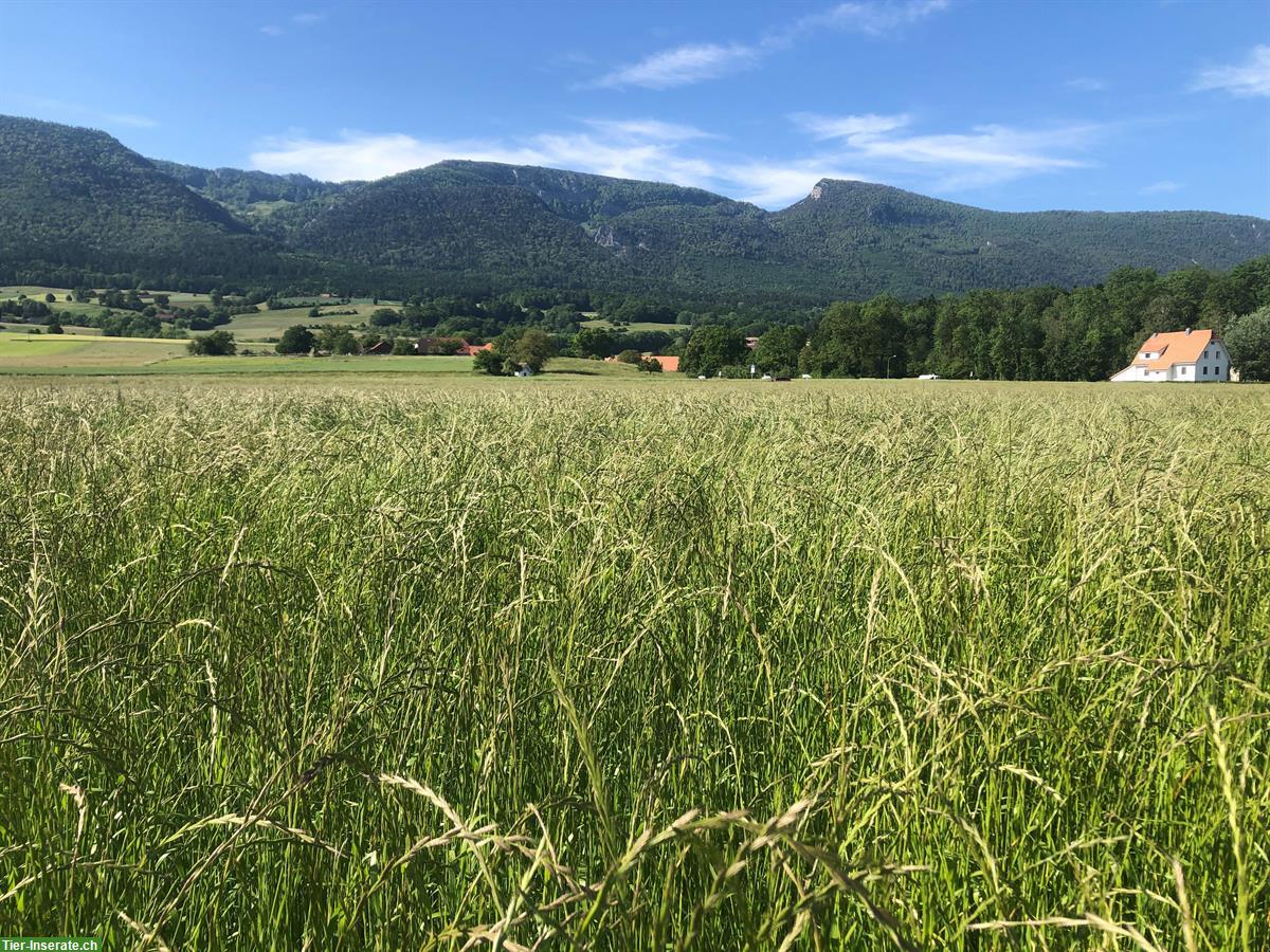 Bild 3: Pferdeheu in Kleinballen ab Hof (kein Ökoheu) zu verkaufen