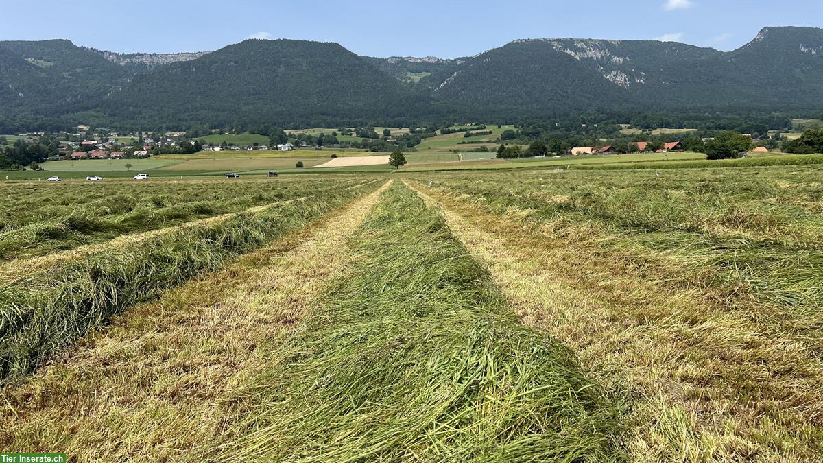 Bild 4: Pferdeheu in Kleinballen ab Hof (kein Ökoheu) zu verkaufen