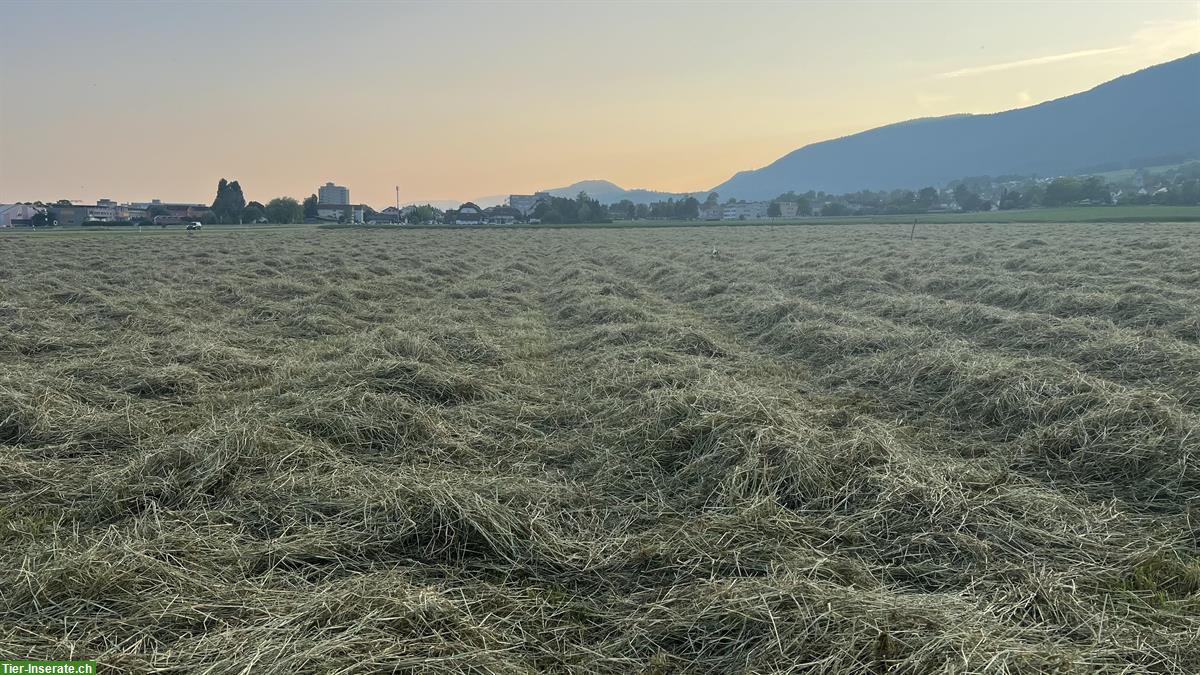 Bild 5: Pferdeheu in Kleinballen ab Hof (kein Ökoheu) zu verkaufen