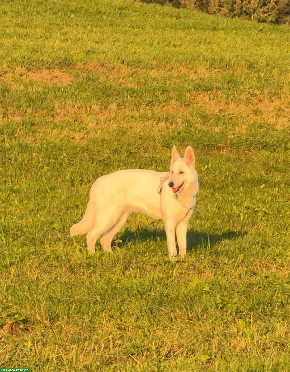 Deckrüden gesucht für Schweizer Schäferhündin