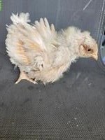 Orpington Küken, grosse Rasse, zu verkaufen