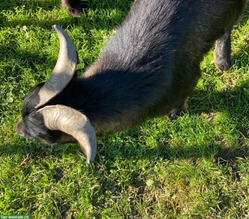 Bild 2: Zwergziegenbock, Jahrgang 2022, bewährter Zuchtbock