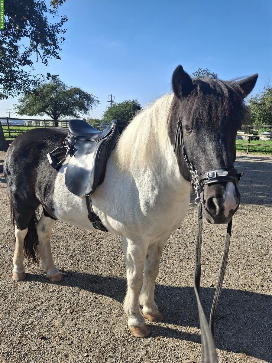 Islandpferd Stute, 9 Jahre alt, Rappschecke