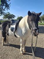 Islandpferd Stute, 9 Jahre alt, Rappschecke