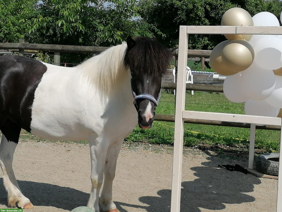 Bild 2: Islandpferd Stute, 9 Jahre alt, Rappschecke