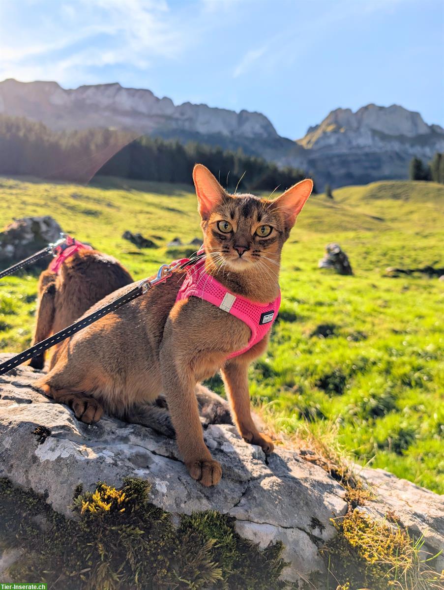 Wir erwarten Abessinier Kitten, blau und/oder wildfarben