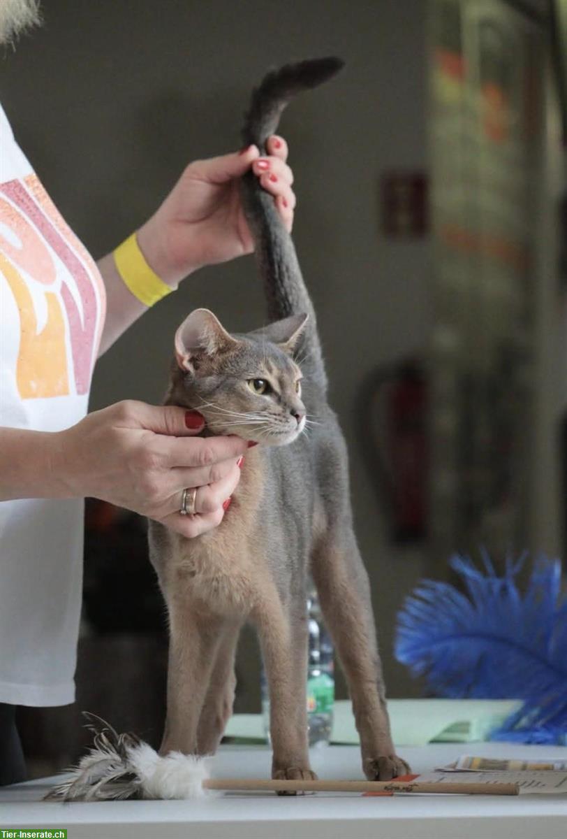 Bild 6: Wir erwarten Abessinier Kitten, blau und/oder wildfarben