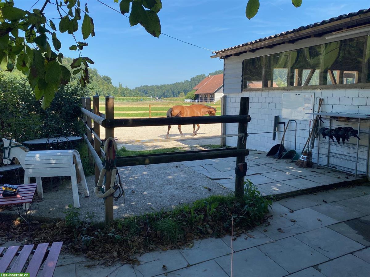 Bild 10: Pferdeparadies in Ohmstal: bieten Offenstallplatz mit Weidezugang