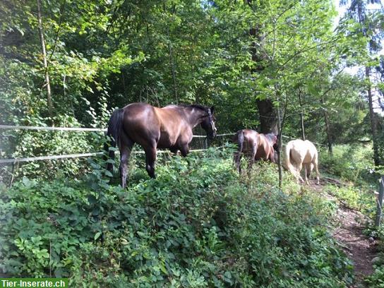 Bild 4: Pferdeparadies in Ohmstal: bieten Offenstallplatz mit Weidezugang