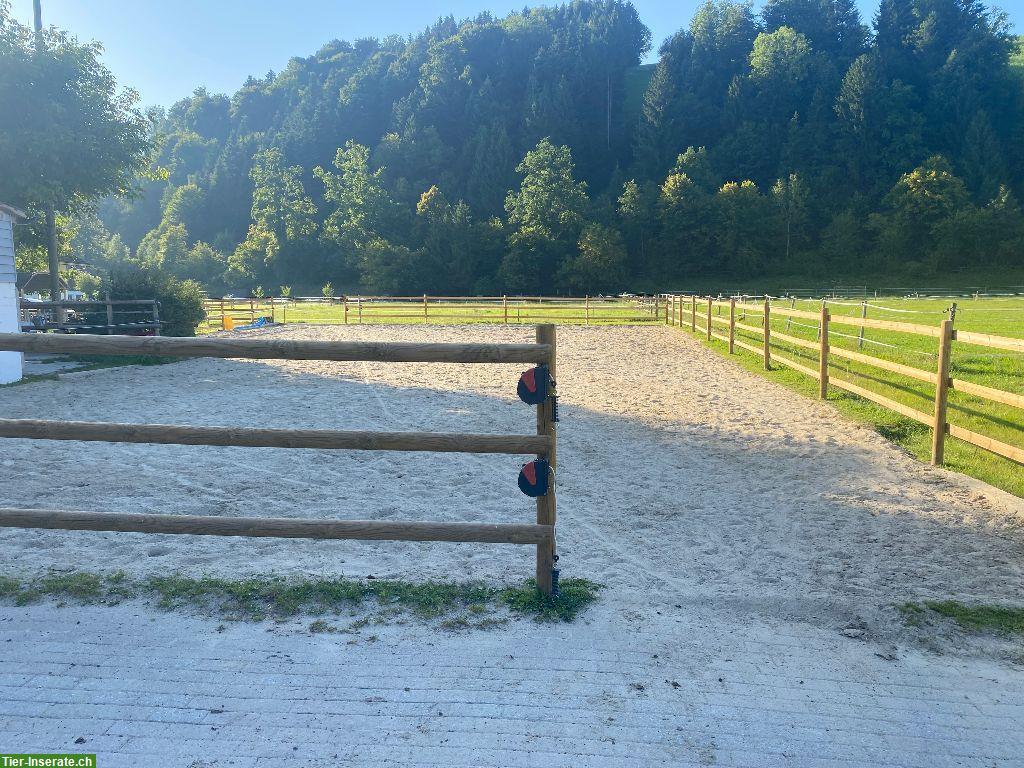 Bild 7: Pferdeparadies in Ohmstal: bieten Offenstallplatz mit Weidezugang