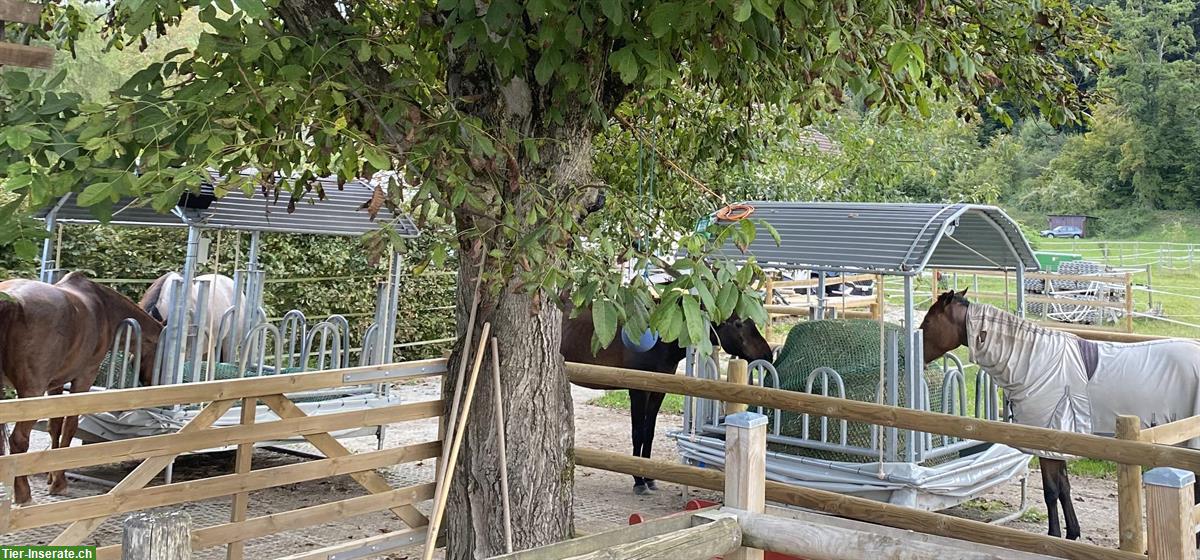 Bild 8: Pferdeparadies in Ohmstal: bieten Offenstallplatz mit Weidezugang