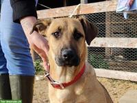 Hundehilfe Ungarn | Hundeseelen suchen ein Zuhause