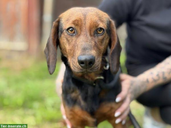Bild 2: Hundehilfe Ungarn | Hundeseelen suchen ein Zuhause