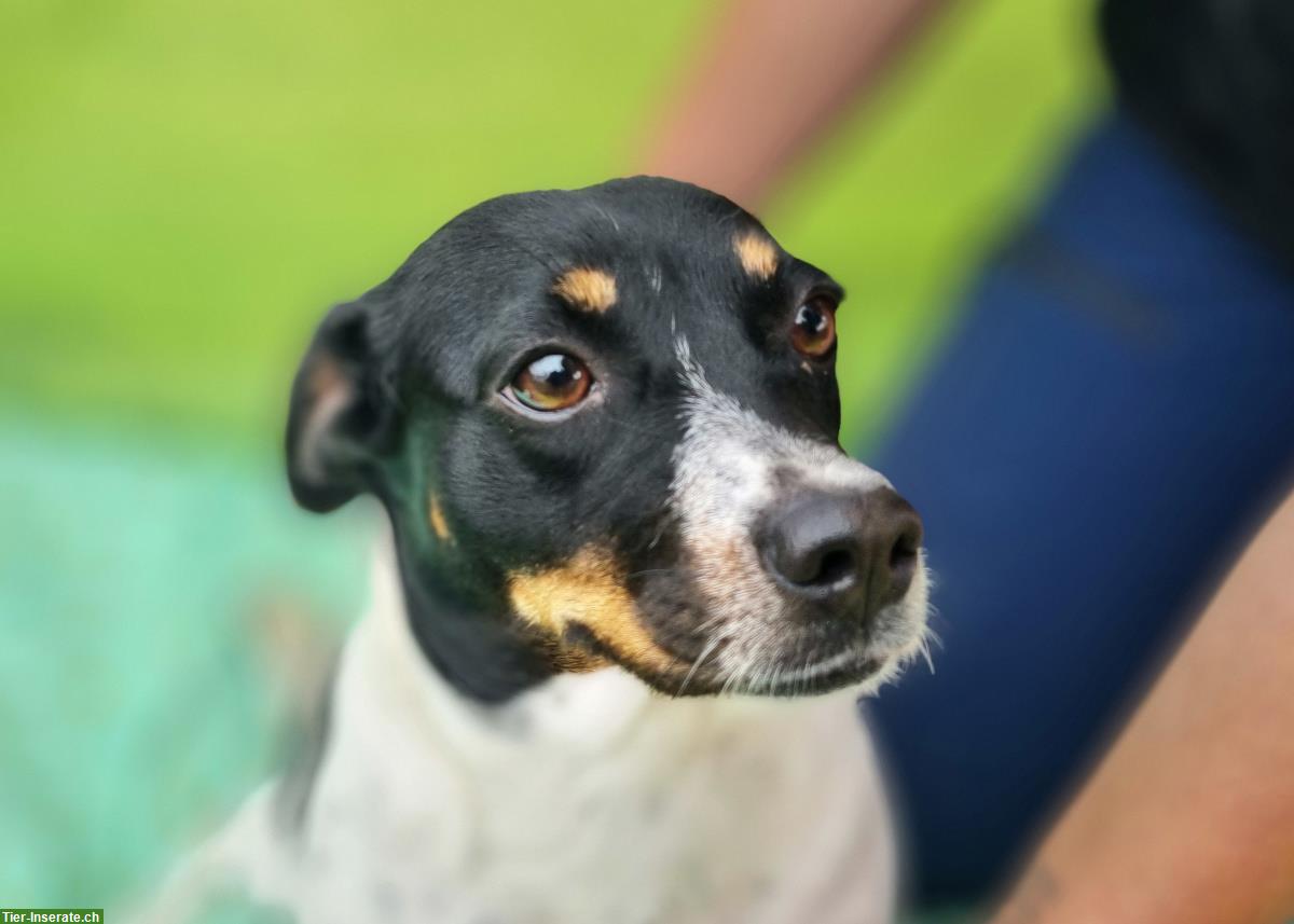Bild 3: Hundehilfe Ungarn | Hundeseelen suchen ein Zuhause