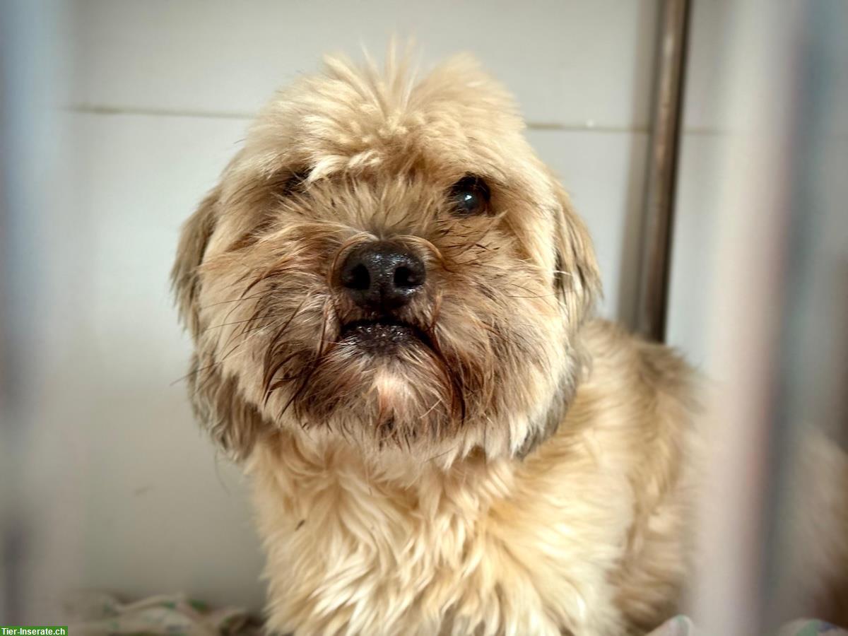 Bild 8: Hundehilfe Ungarn | Hundeseelen suchen ein Zuhause