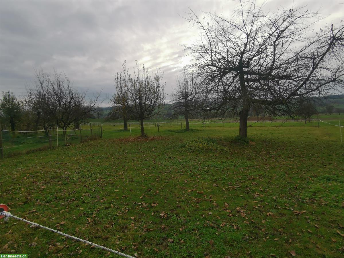 Auslaufboxe/Offenstall Selbstversorger, 2 Ponys oder 1 Pferd